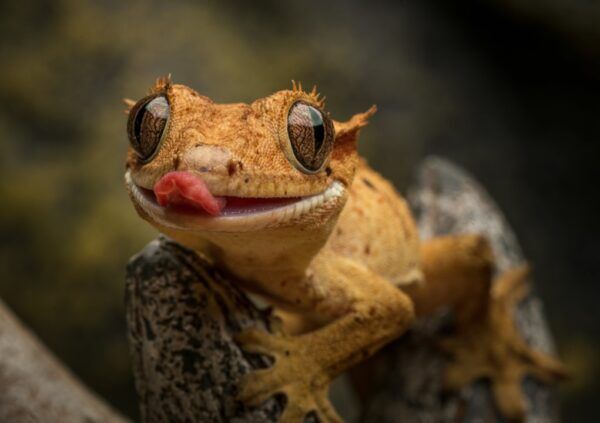 Ögonfransgecko