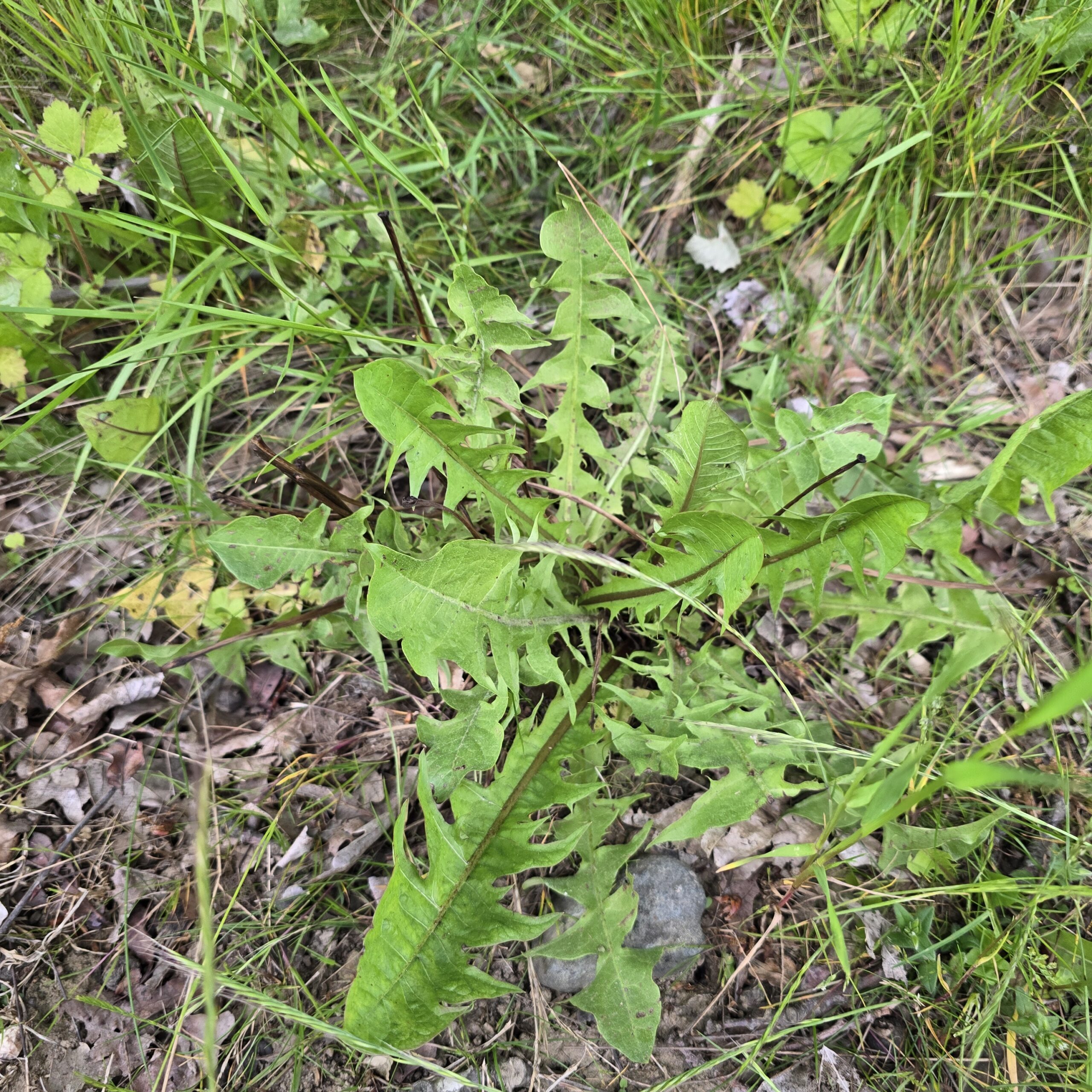 Maskrosblad