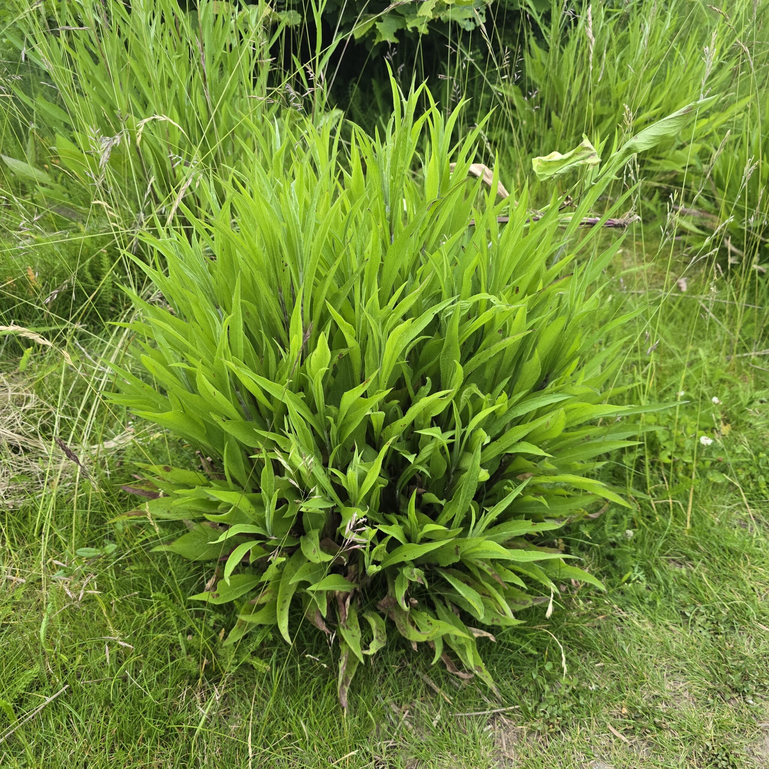 Ryssgubbe